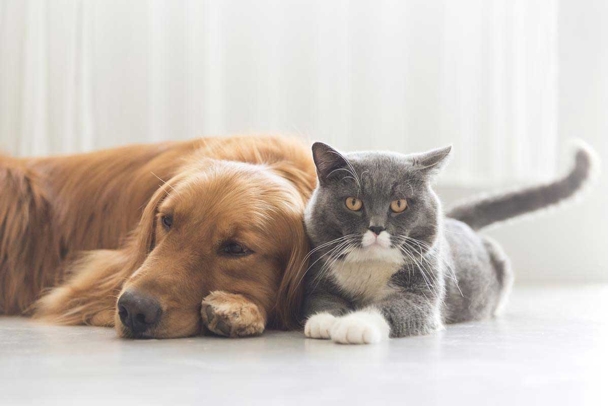 about our veterinary practice  Simi Valley, CA 