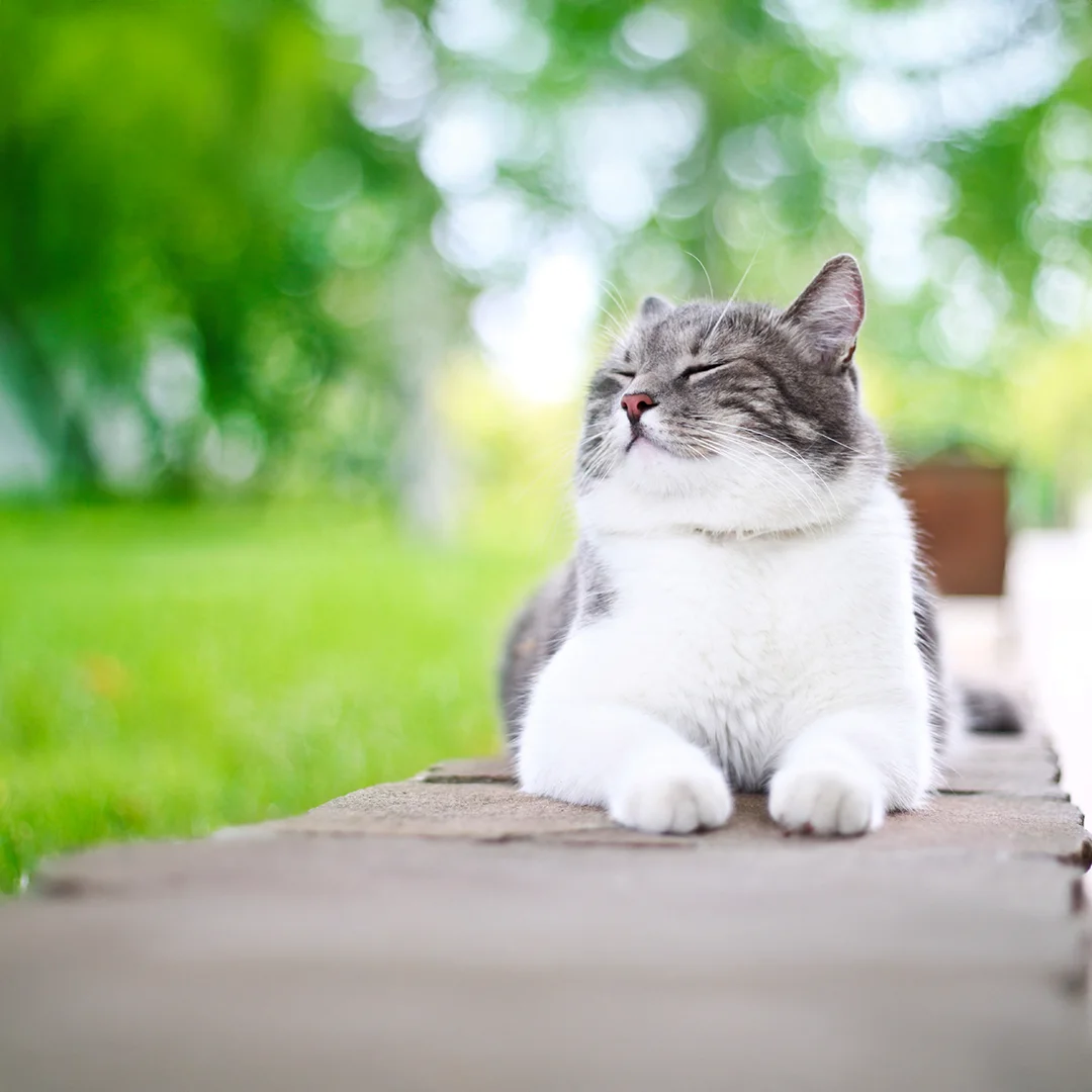 Relaxed gray and white cat resting peacefully on a ledge with soft greenery in the background