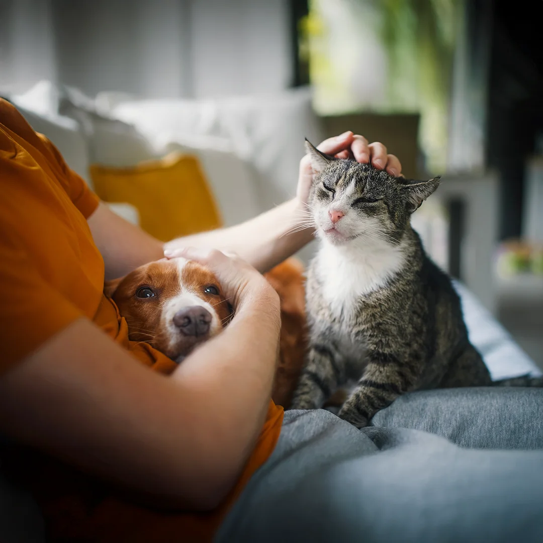 Person gently petting a relaxed cat while a dog rests beside them on a couch in a calm home setting