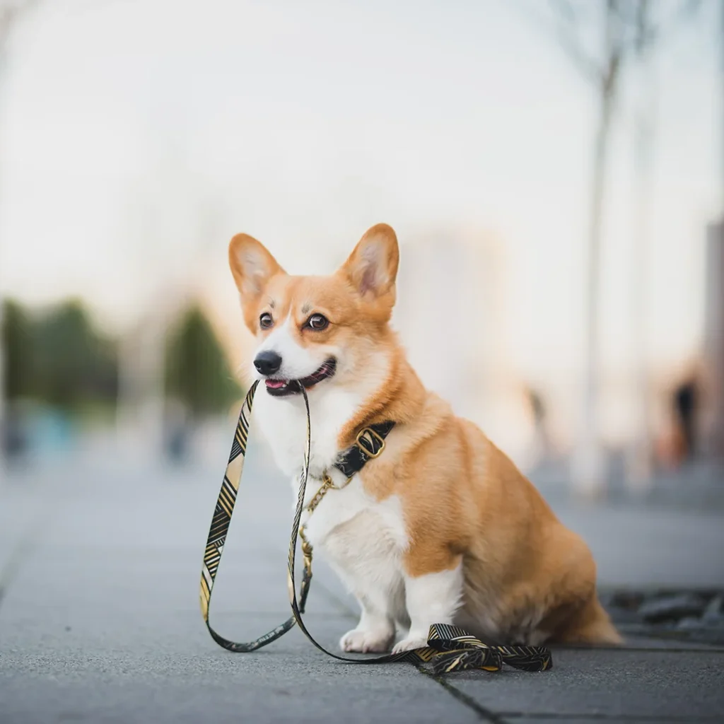 Dog Ready for a Walk Outdoors Happy dog sitting outdoors holding its leash in its mouth, ready for a walk