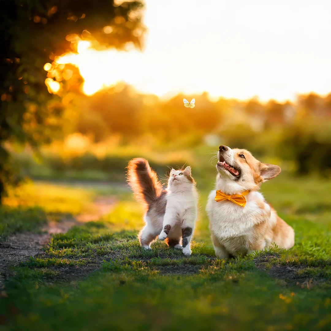 Dog and cat sitting together on grass at sunset, looking up at a butterfly in a calm outdoor setting