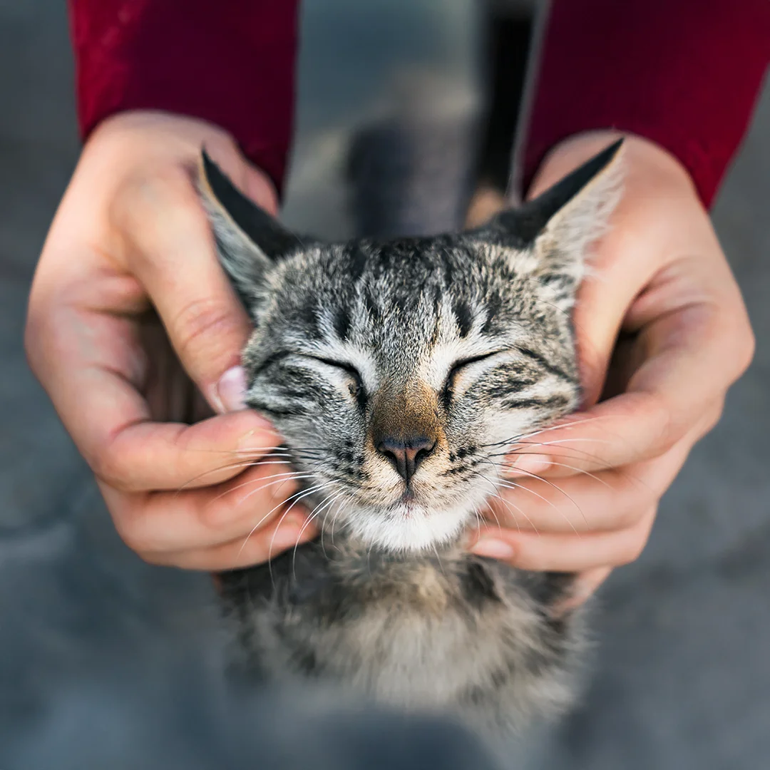 Cat with eyes closed being gently held and comforted by a person’s hands