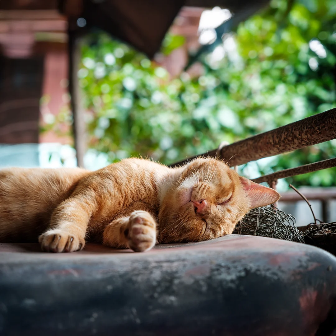 Happy frenchie dog with owners on bed