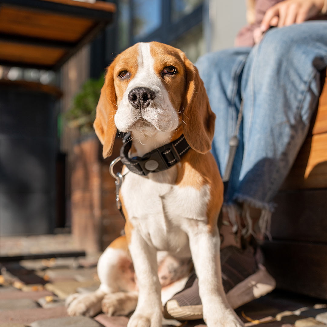 Beagle dog sitting with their owner outside a cafe