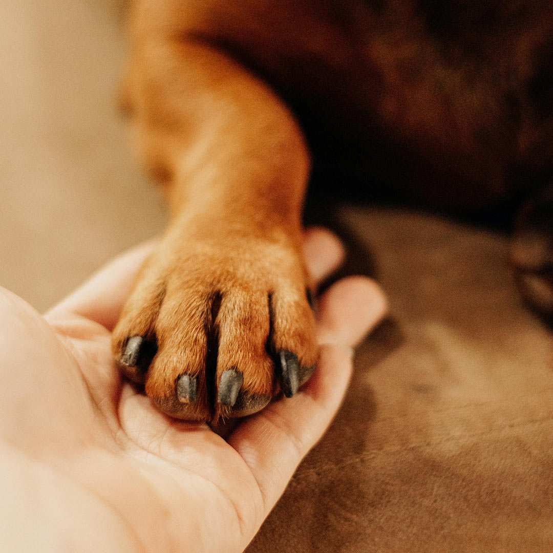 Closeup of a hand holding a dog's paw