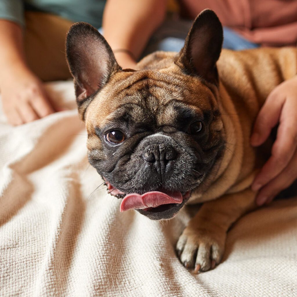happy-frenchie-dog-with-owners-on-bed-1080px-sq-1 Happy frenchie dog with owners on bed